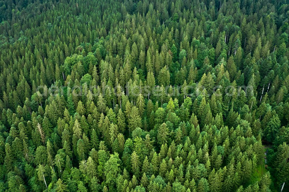 Aerial photograph Sulzberg - Treetops in a forest area on the Brenner road in Sulzberg in the Bregenzer Wald in Vorarlberg, Austria