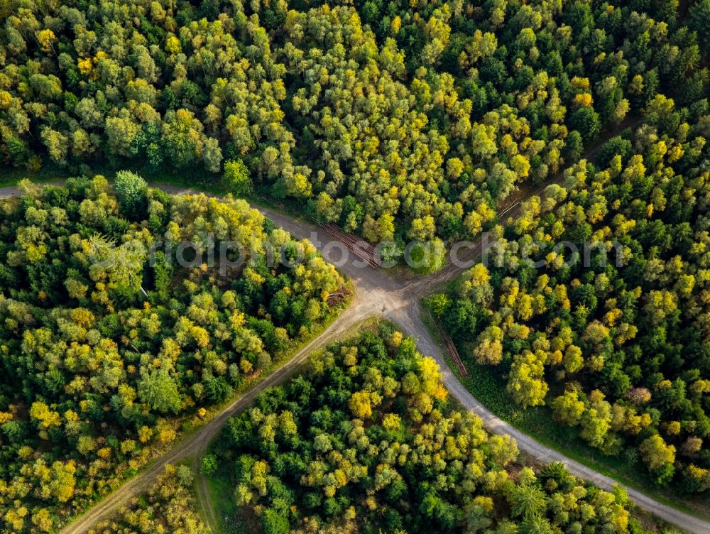 Meschede from the bird's eye view: Treetops in a wooded area at a crossroads in Meschede in the state North Rhine-Westphalia