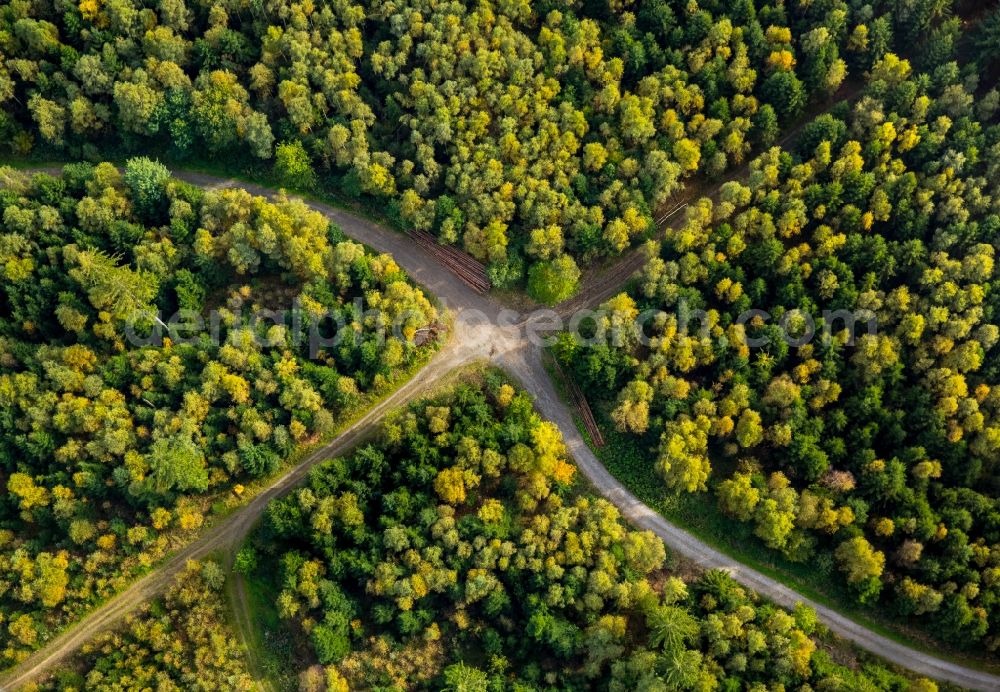 Aerial photograph Meschede - Treetops in a wooded area at a crossroads in Meschede in the state North Rhine-Westphalia