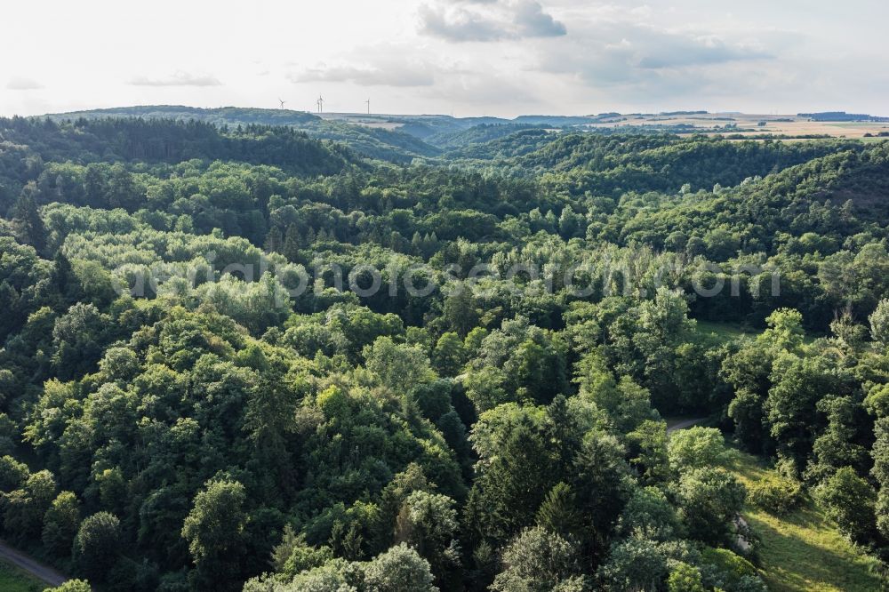 Aerial photograph Wierschem - Treetops in a wooded area in Wierschem in the state Rhineland-Palatinate