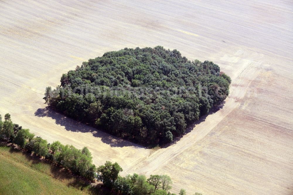 Aerial image Fichtenhöhe - Treetops in a forest area-square on a field in Fichtenhoehe in Brandenburg