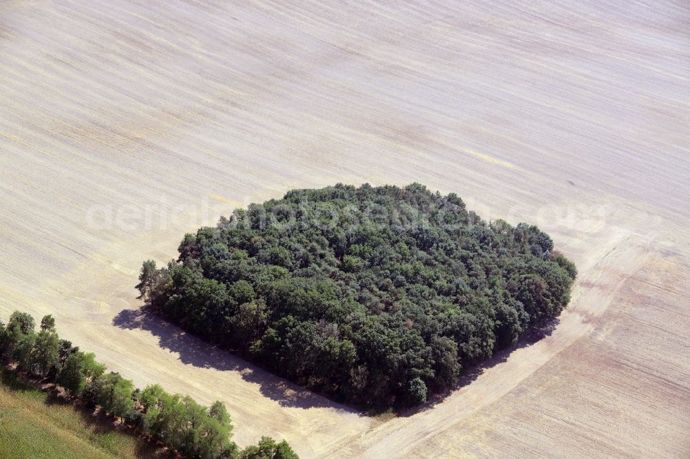 Aerial photograph Fichtenhöhe - Treetops in a forest area-square on a field in Fichtenhoehe in Brandenburg