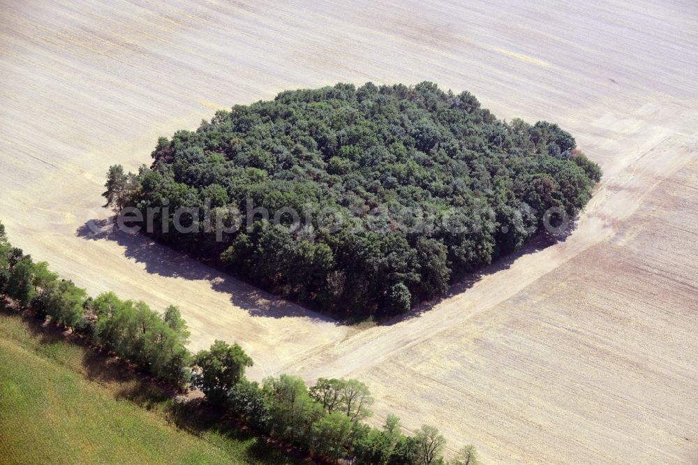 Fichtenhöhe from above - Treetops in a forest area-square on a field in Fichtenhoehe in Brandenburg