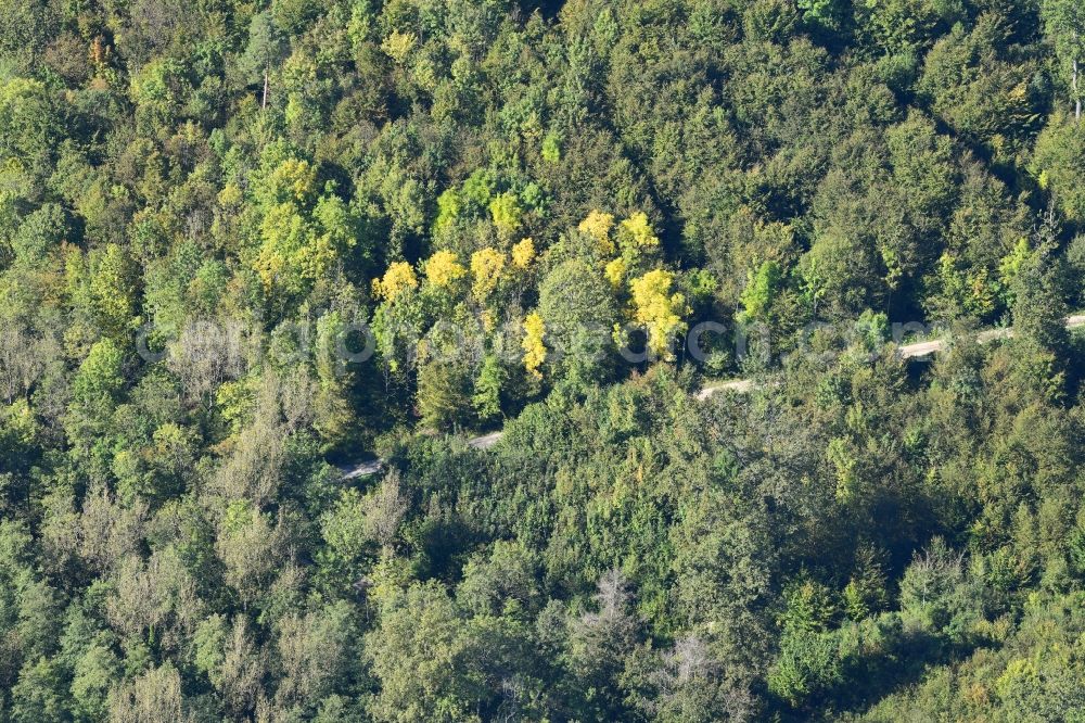 Aerial image Lörrach - Indian summer at the treetops in a forest area in Loerrach in the state Baden-Wurttemberg, Germany