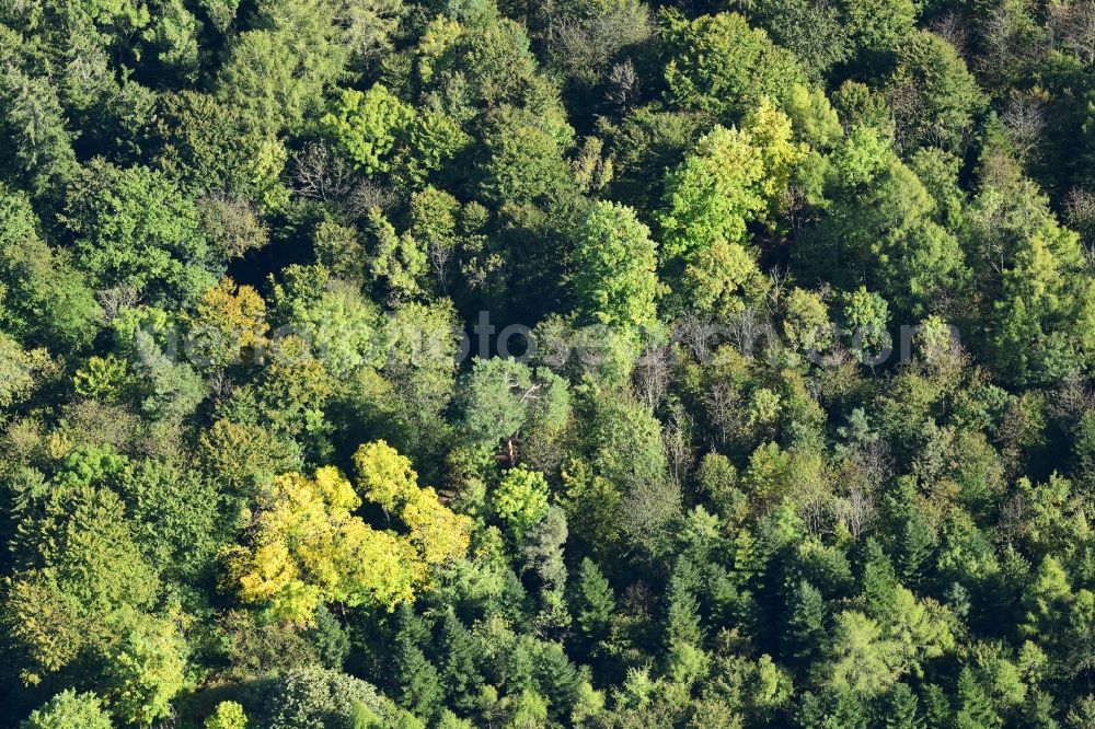 Aerial photograph Lörrach - Indian summer at the treetops in a forest area in Loerrach in the state Baden-Wurttemberg, Germany