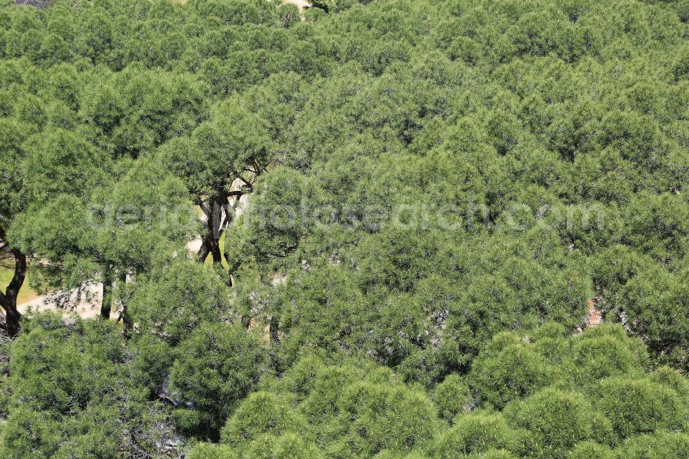 Aerial photograph Madrid - Treetops in the park area Caso de Campo in Madrid in Comunidad de Madrid, Spain