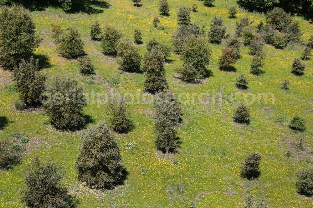 Madrid from above - Treetops in the park area Caso de Campo in Madrid in Comunidad de Madrid, Spain