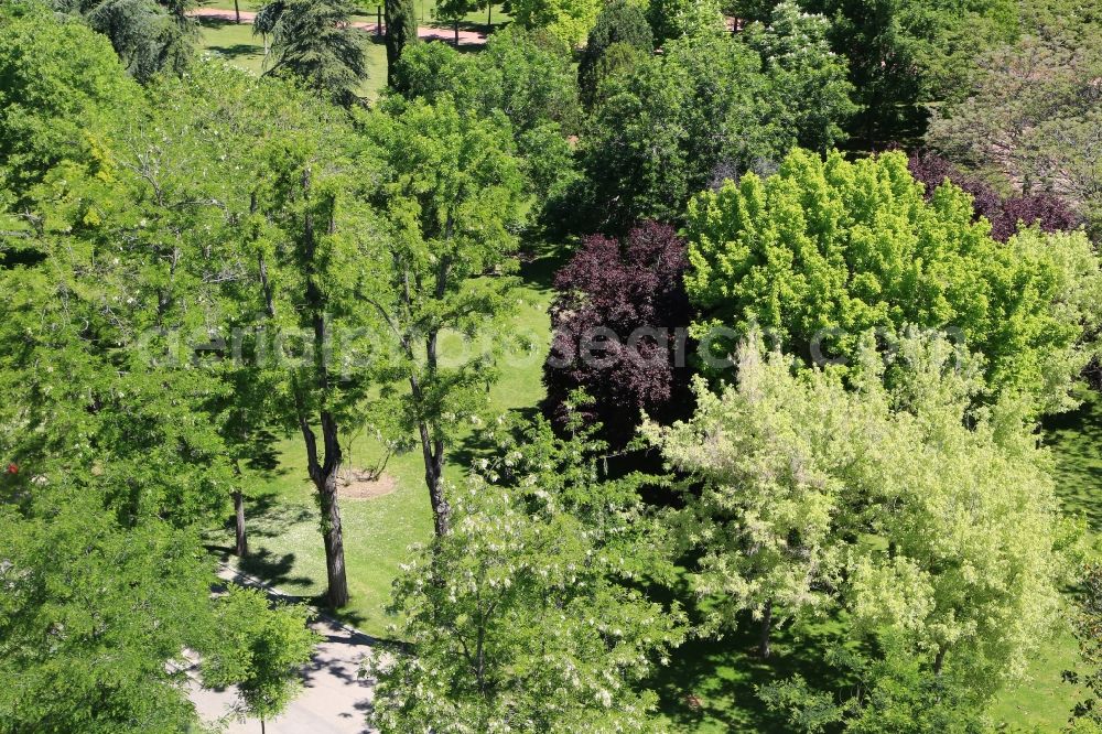 Aerial image Madrid - Treetops in the Park de la Bombilla ( La Bombi ) in Madrid in Comunidad de Madrid, Spain