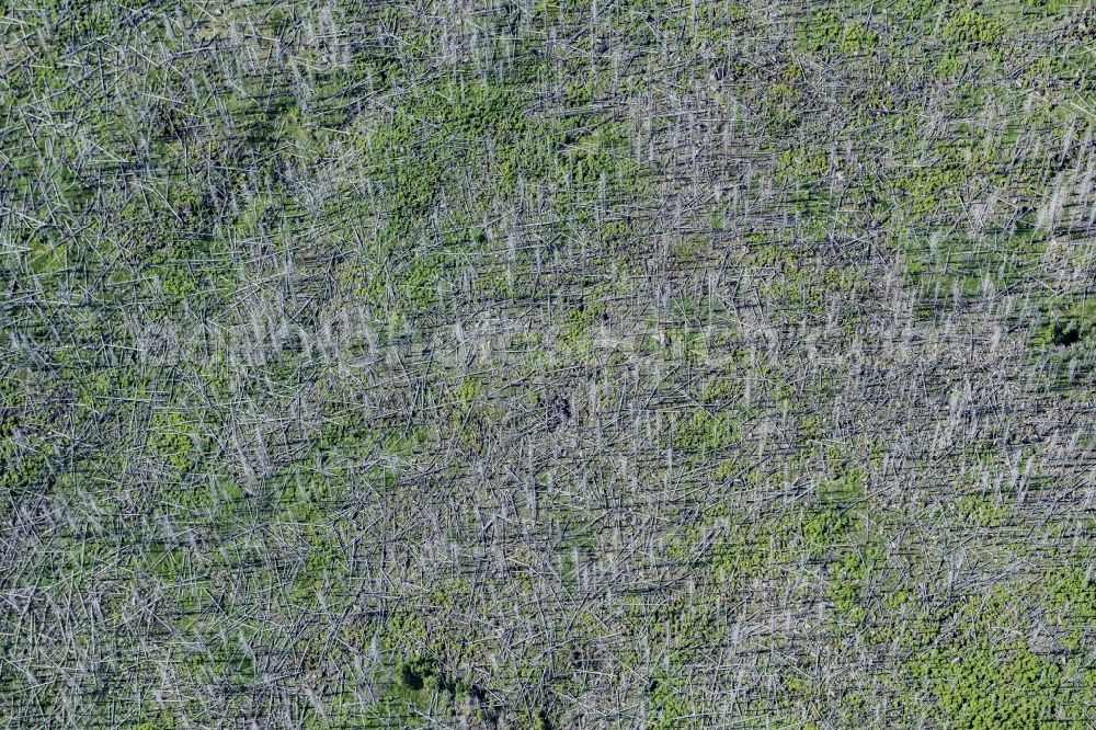 Schierke from the bird's eye view: Tree dying in forest areas in a forest area below the vegetation line in Schierke in the state of Saxony-Anhalt, Germany