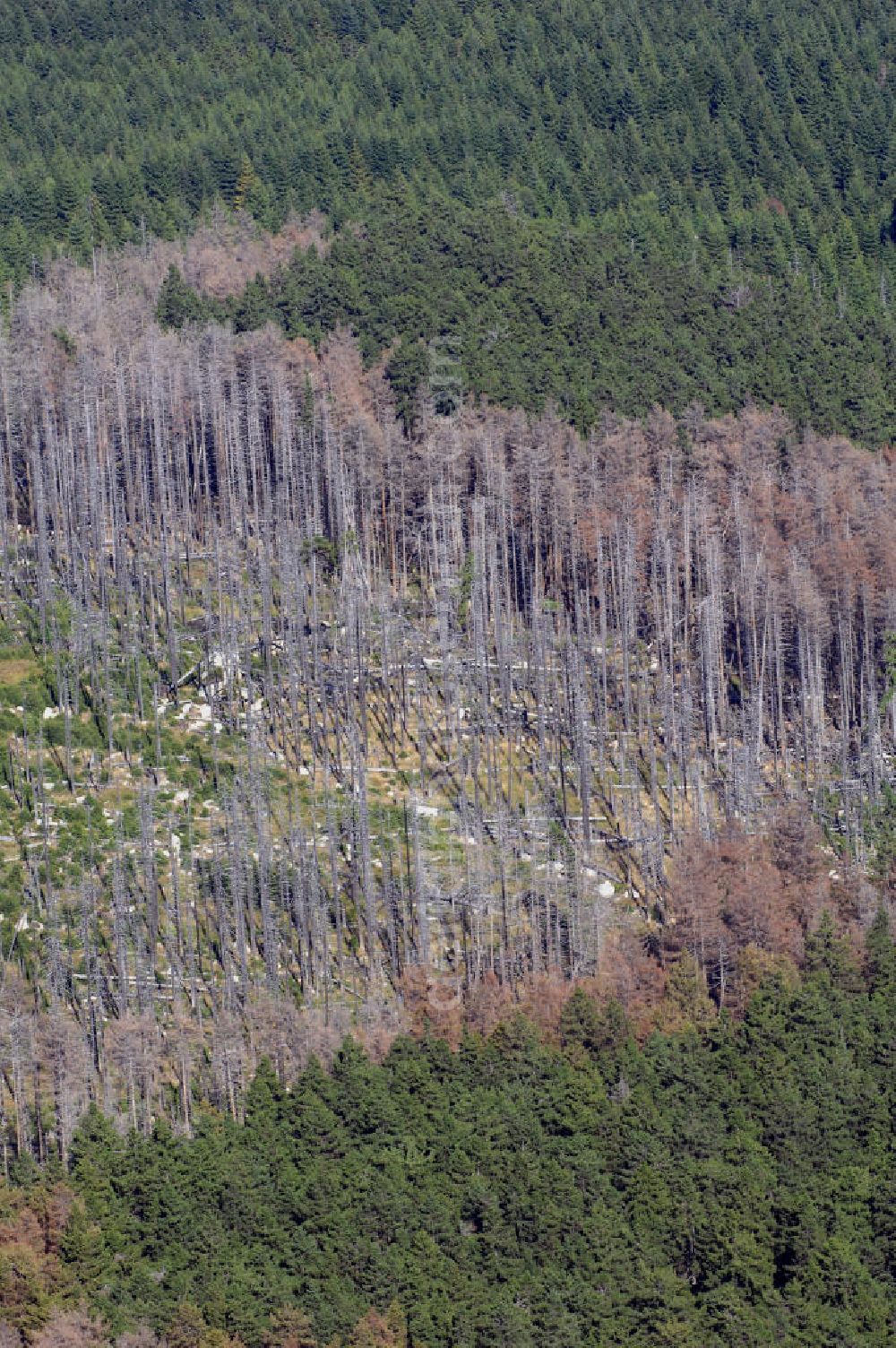 Aerial photograph Bad Harzburg - Blick auf das Baumsterben im Nationalpark Harz. Der Nationalpark Harz ist der größte Waldnationalpark Deutschlands. Das Gebiet ist vor allem von Fichten- und Buchenwäldern geprägt, die stark vom Waldsterben bedroht sind. In den höheren Lagen ist als Folge ddes Sauren Regens fast jeder Baum krank. Die Krankheit wird als Lametta Effekt bezeichnet, da die Nadeln der geschädigten Bäume schlaff hängen und eine graue Färbung annehmen. Kontakt: Nationalparkverwaltung Harz, Lindenallee 35, 38855 Wernigerode, Tel. +49(0)3943 5502 0, Fax +49(0)3943 5502 37, E-Mail: info@nationalpark-harz.de