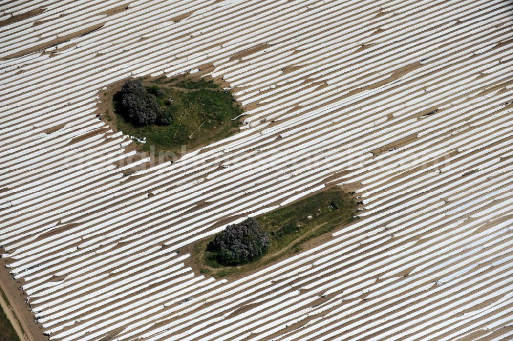 Beelitz from the bird's eye view: Beelitzer Spargel-Ernte / Spargel stechen auf den Spargefeldern. Asparagus harvest on the asparagus fields.