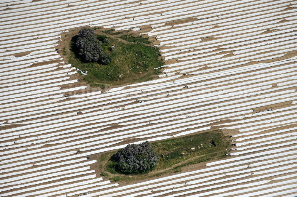 Aerial image Beelitz - Beelitzer Spargel-Ernte / Spargel stechen auf den Spargefeldern. Asparagus harvest on the asparagus fields.