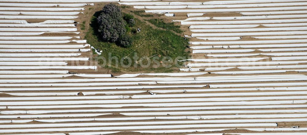 Aerial photograph Beelitz - Beelitzer Spargel-Ernte / Spargel stechen auf den Spargefeldern. Asparagus harvest on the asparagus fields.