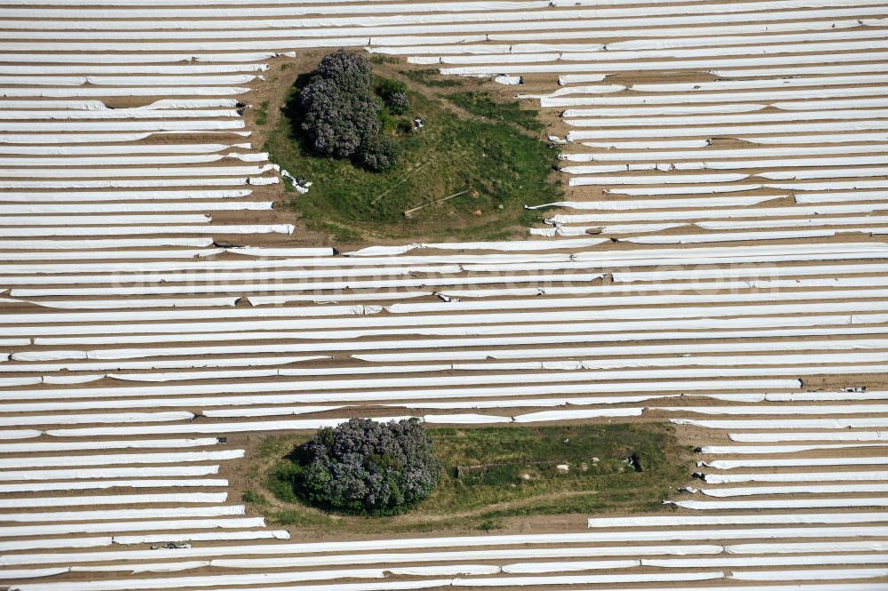 Beelitz from above - Beelitzer Spargel-Ernte / Spargel stechen auf den Spargefeldern. Asparagus harvest on the asparagus fields.