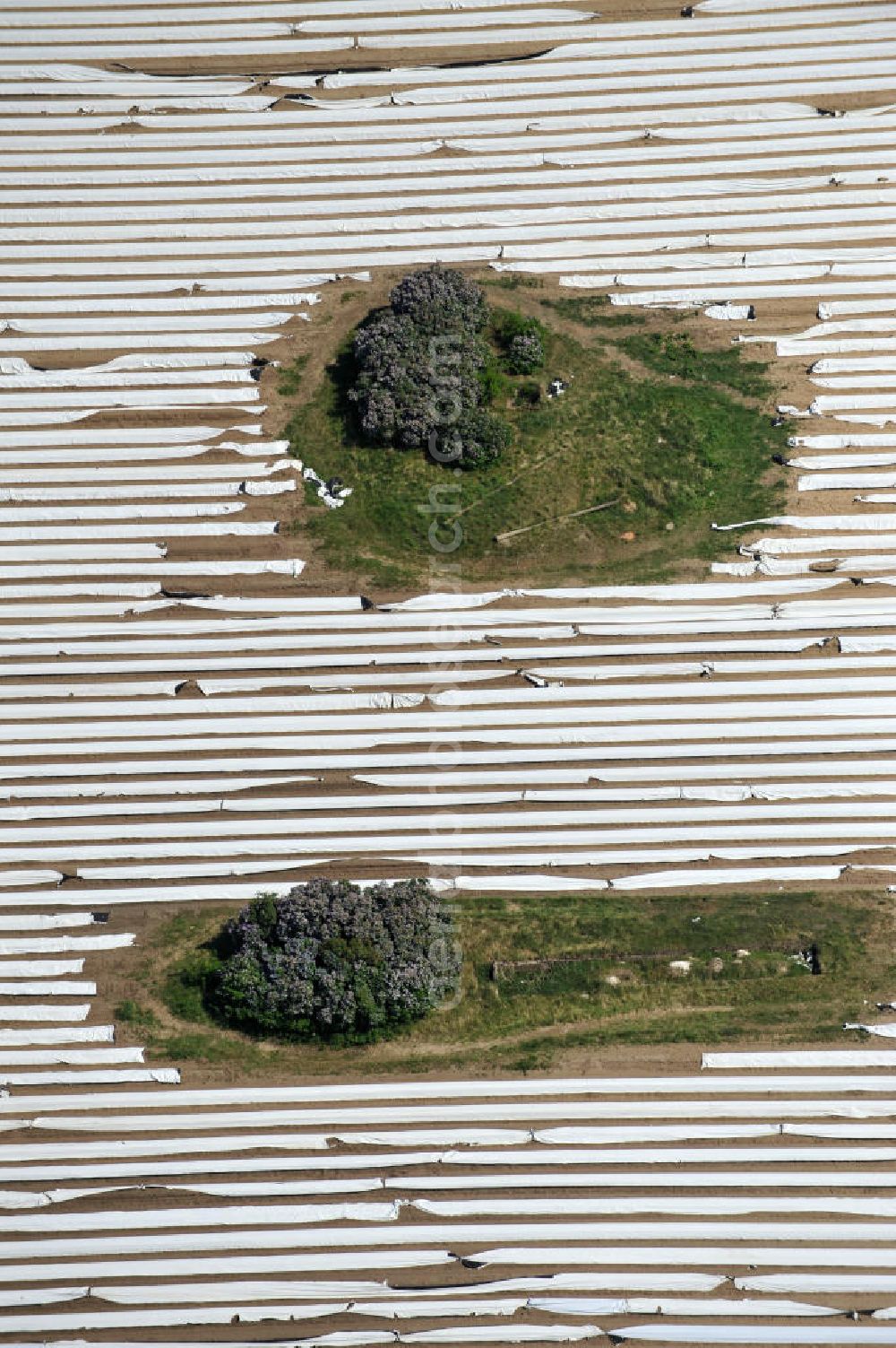 Beelitz from the bird's eye view: Beelitzer Spargel-Ernte / Spargel stechen auf den Spargefeldern. Asparagus harvest on the asparagus fields.