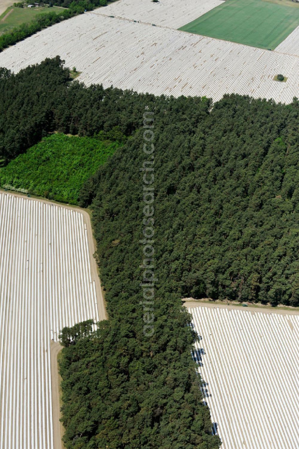 Aerial image Beelitz - Beelitzer Spargel-Ernte / Spargel stechen auf den Spargefeldern. Asparagus harvest on the asparagus fields.