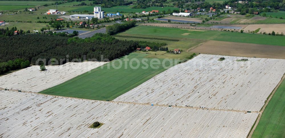 Beelitz from the bird's eye view: Beelitzer Spargel-Ernte / Spargel stechen auf den Spargefeldern. Asparagus harvest on the asparagus fields.