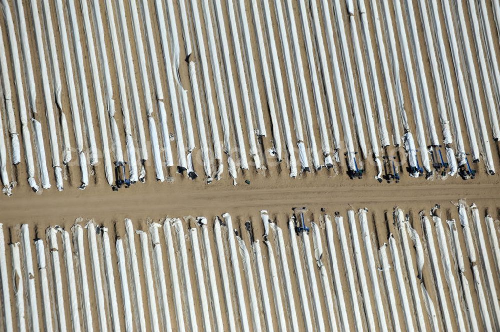 Beelitz from the bird's eye view: Beelitzer Spargel-Ernte / Spargel stechen auf den Spargefeldern. Asparagus harvest on the asparagus fields.