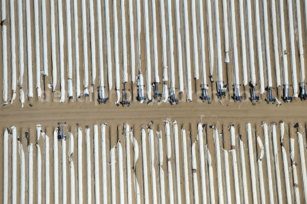 Aerial photograph Beelitz - Beelitzer Spargel-Ernte / Spargel stechen auf den Spargefeldern. Asparagus harvest on the asparagus fields.