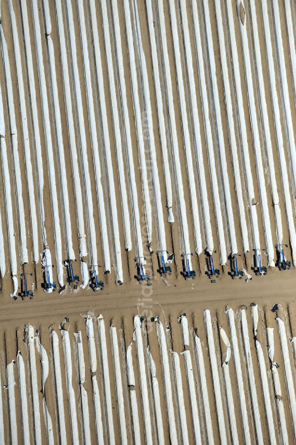 Beelitz from above - Beelitzer Spargel-Ernte / Spargel stechen auf den Spargefeldern. Asparagus harvest on the asparagus fields.