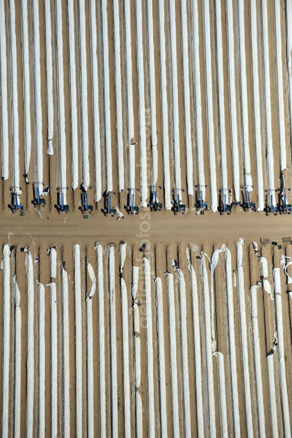 Beelitz from the bird's eye view: Beelitzer Spargel-Ernte / Spargel stechen auf den Spargefeldern. Asparagus harvest on the asparagus fields.