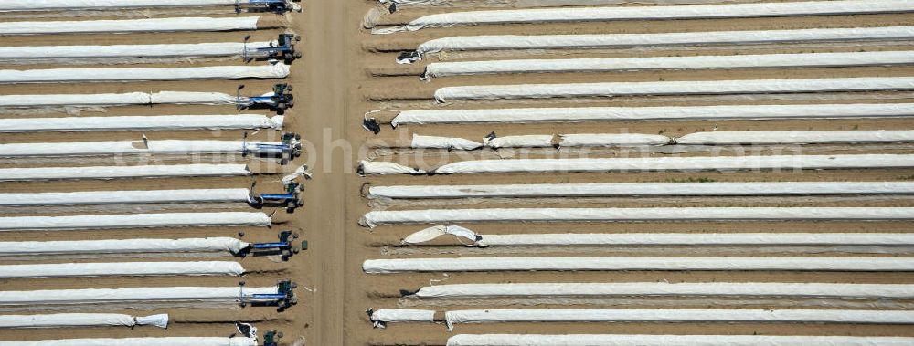 Aerial image Beelitz - Beelitzer Spargel-Ernte / Spargel stechen auf den Spargefeldern. Asparagus harvest on the asparagus fields.