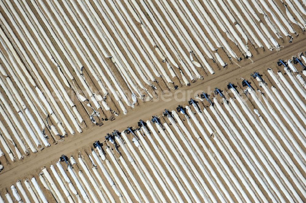 Beelitz from above - Beelitzer Spargel-Ernte / Spargel stechen auf den Spargefeldern. Asparagus harvest on the asparagus fields.