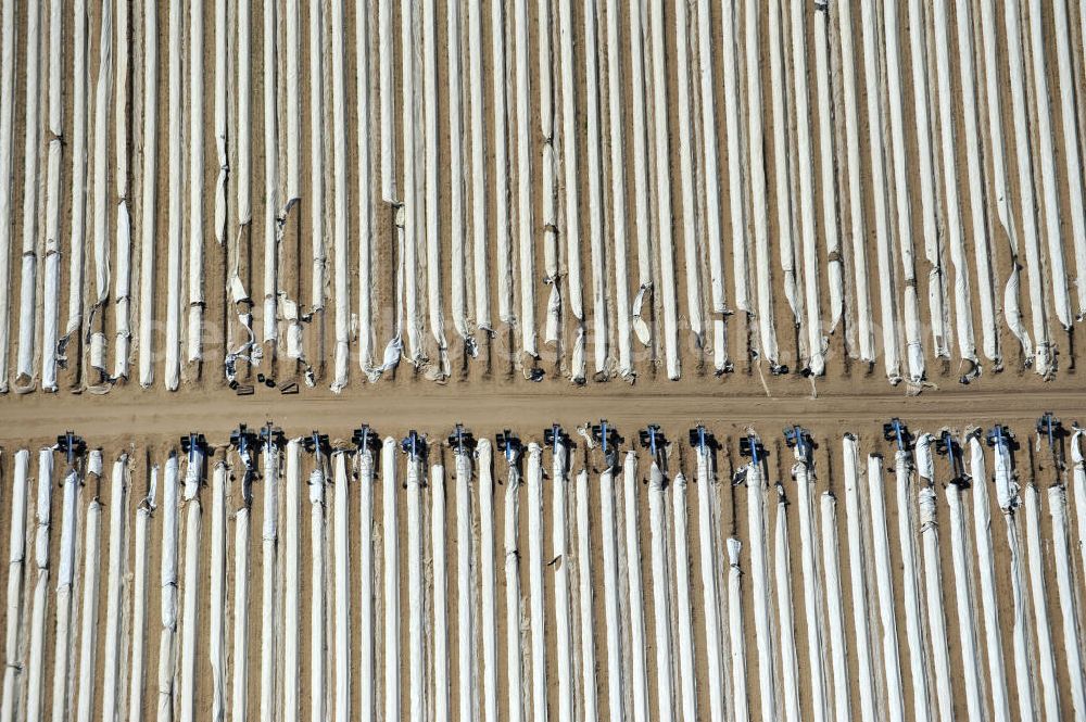 Beelitz from the bird's eye view: Beelitzer Spargel-Ernte / Spargel stechen auf den Spargefeldern. Asparagus harvest on the asparagus fields.