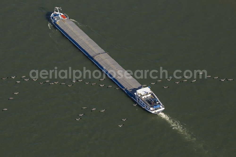 Aerial photograph Duisburg - Inland navigation on the Rhine with an overflown of cranes / crane migration cargo ship near Duisburg in the Ruhr area in North Rhine-Westphalia