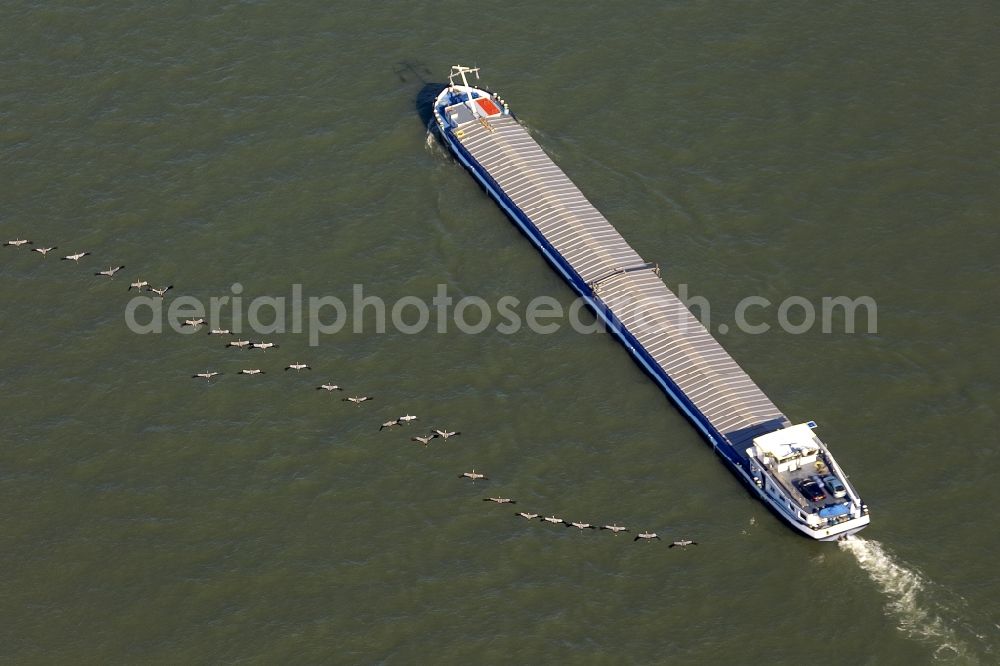 Duisburg from above - Inland navigation on the Rhine with an overflown of cranes / crane migration cargo ship near Duisburg in the Ruhr area in North Rhine-Westphalia