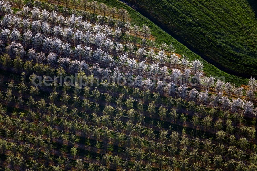 Meckenbeuren from above - Rows of trees of fruit cultivation plantation in a field in the district Meckenbeuren in Meckenbeuren in the state Baden-Wuerttemberg, Germany