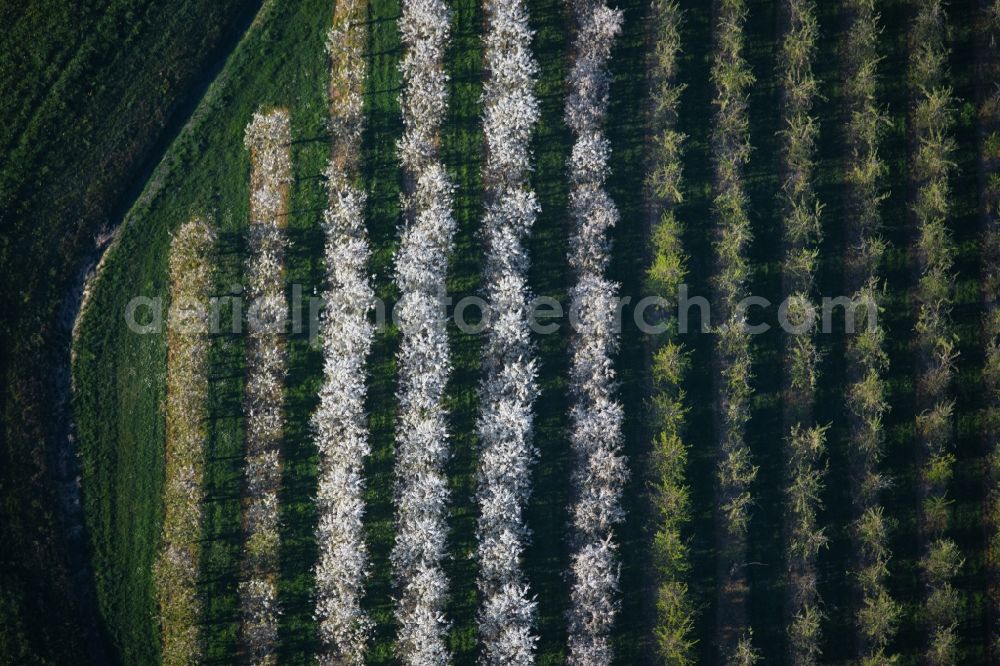 Meckenbeuren from the bird's eye view: Rows of trees of fruit cultivation plantation in a field in the district Meckenbeuren in Meckenbeuren in the state Baden-Wuerttemberg, Germany