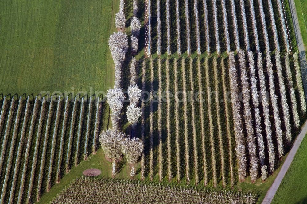 Aerial image Meckenbeuren - Rows of trees of fruit cultivation plantation in a field in the district Meckenbeuren in Meckenbeuren in the state Baden-Wuerttemberg, Germany