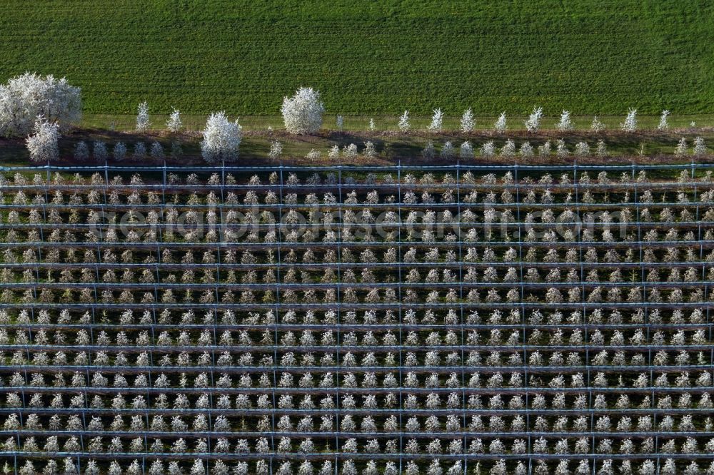 Meckenbeuren from above - Rows of trees of fruit cultivation plantation in a field in the district Meckenbeuren in Meckenbeuren in the state Baden-Wuerttemberg, Germany