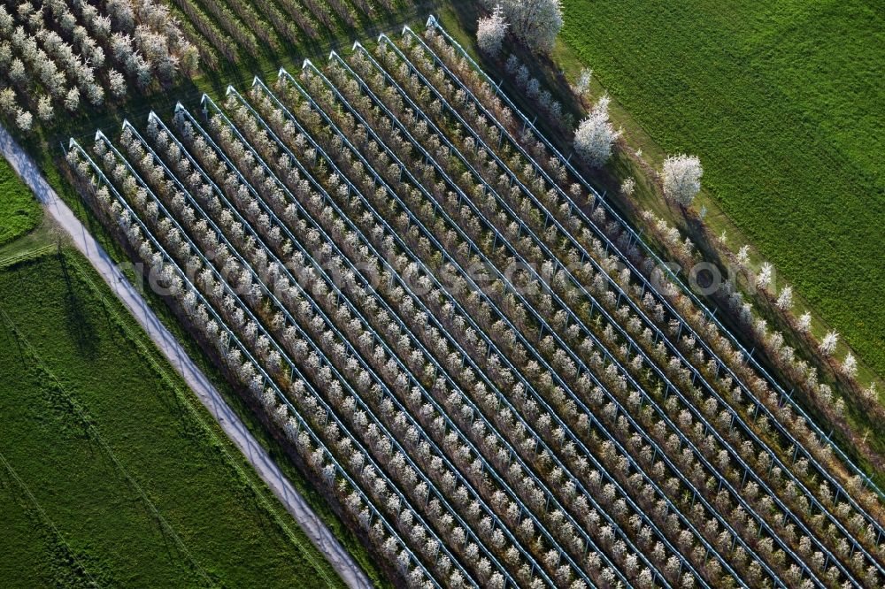 Meckenbeuren from the bird's eye view: Rows of trees of fruit cultivation plantation in a field in the district Meckenbeuren in Meckenbeuren in the state Baden-Wuerttemberg, Germany