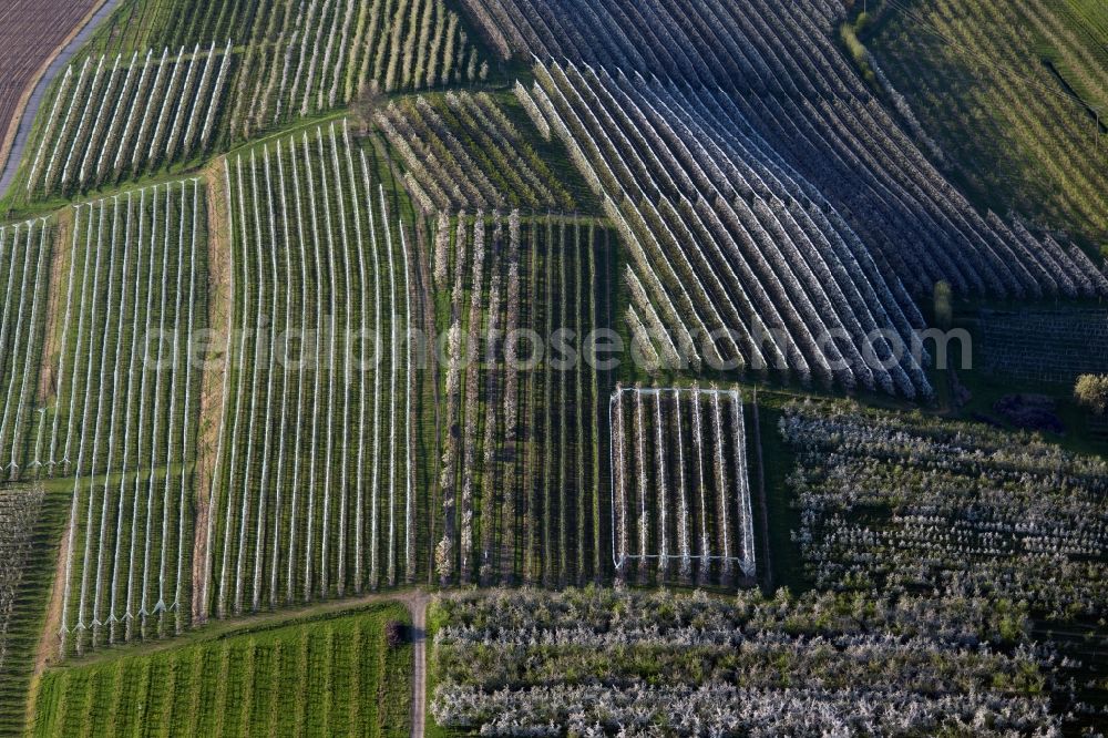 Aerial photograph Meckenbeuren - Rows of trees of fruit cultivation plantation in a field in the district Meckenbeuren in Meckenbeuren in the state Baden-Wuerttemberg, Germany