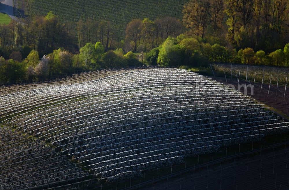 Meckenbeuren from above - Rows of trees of fruit cultivation plantation in a field in the district Meckenbeuren in Meckenbeuren in the state Baden-Wuerttemberg, Germany