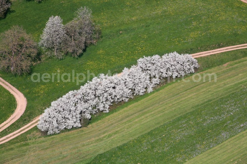 Aerial photograph Hasel - Row of trees and white blooming sloe bushes in a field edge in Hasel in the state Baden-Wuerttemberg