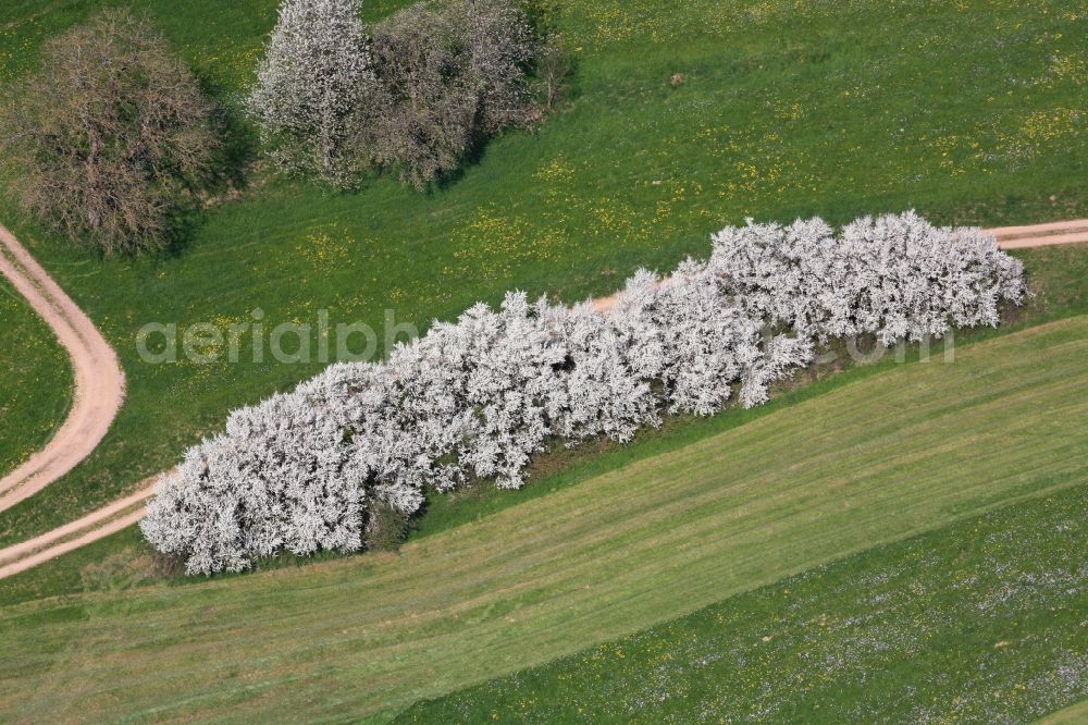 Hasel from above - Row of trees and white blooming sloe bushes in a field edge in Hasel in the state Baden-Wuerttemberg