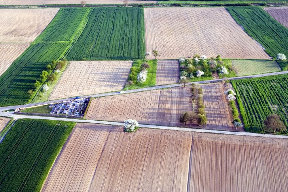 Hoffen from the bird's eye view: Flowering trees in springtime with shadow forming by light irradiation on a field in Hoffen in Grand Est, France