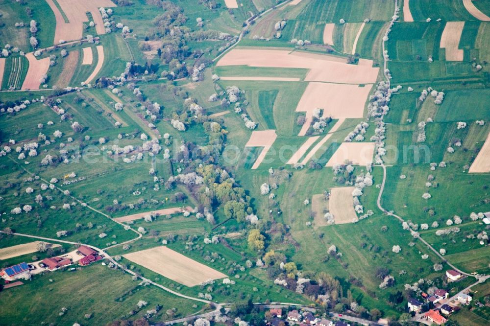 Aerial photograph Straubenhardt - Blossoming trees of fruit on fields in the district Schwann in Straubenhardt in the state Baden-Wuerttemberg