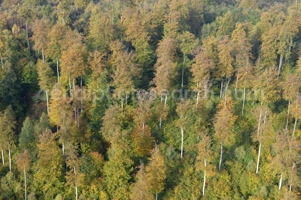 Aerial image Hahausen - Blick auf Laubbäume im Harz bei Hahausen in Niedersachsen.