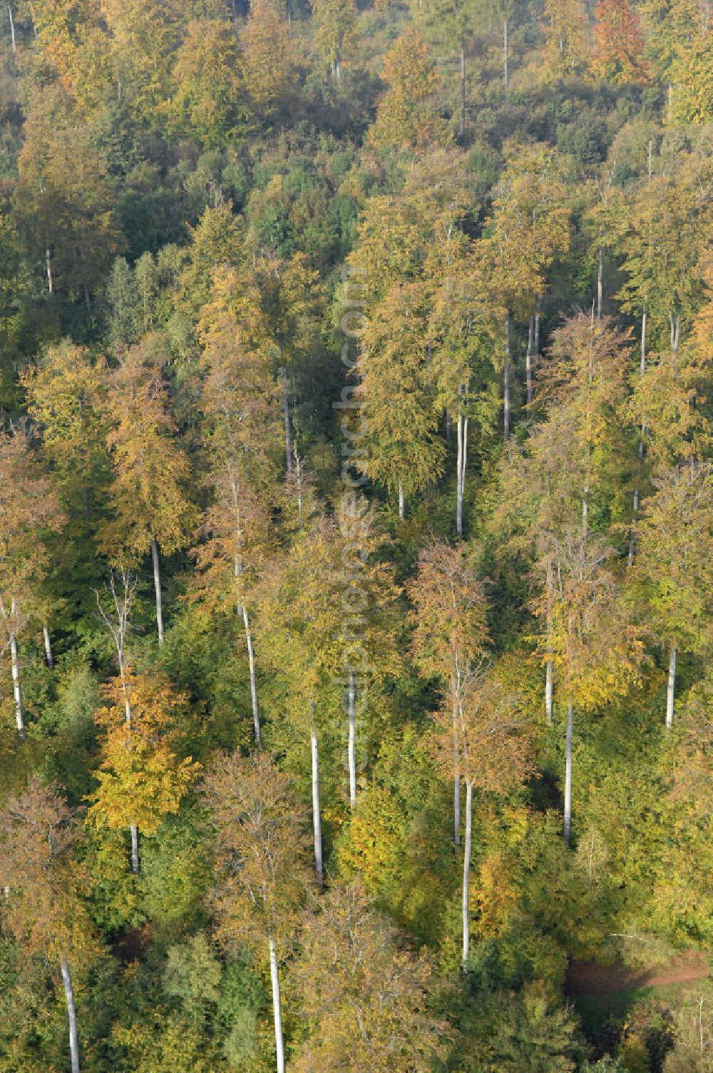 Aerial photograph Hahausen - Blick auf Laubbäume im Harz bei Hahausen in Niedersachsen.