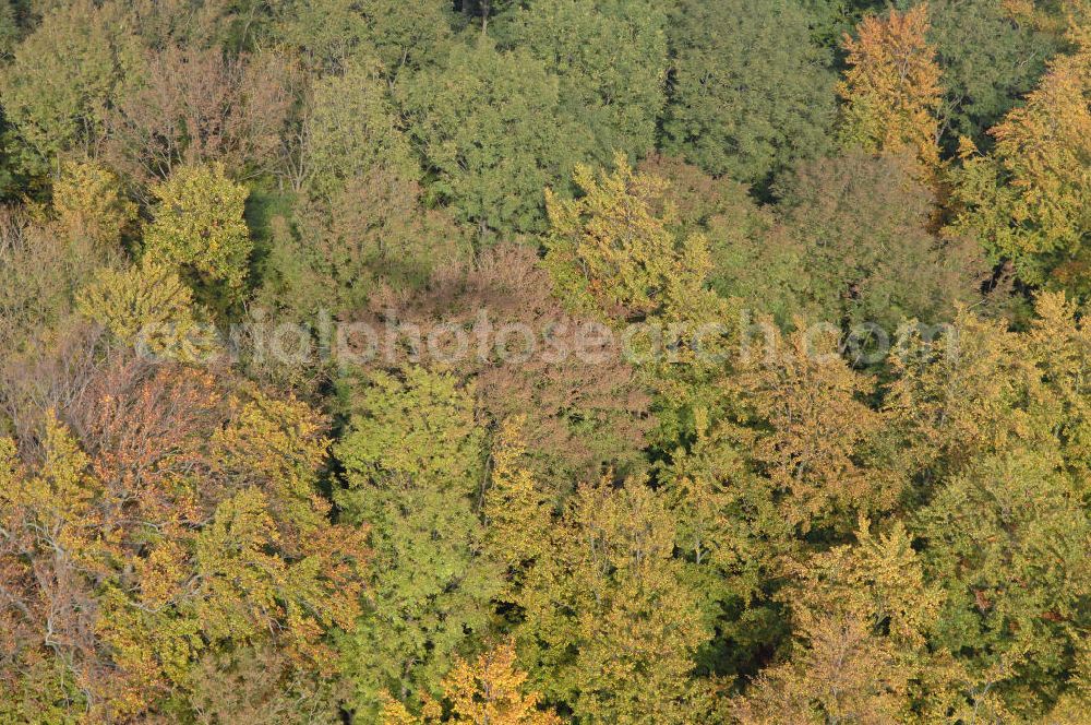 Hahausen from above - Blick auf Laubbäume im Harz bei Hahausen in Niedersachsen.