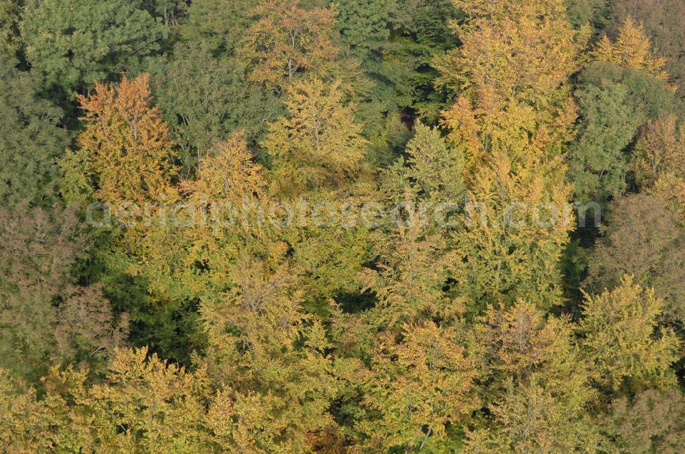 Hahausen from the bird's eye view: Blick auf Laubbäume im Harz bei Hahausen in Niedersachsen.