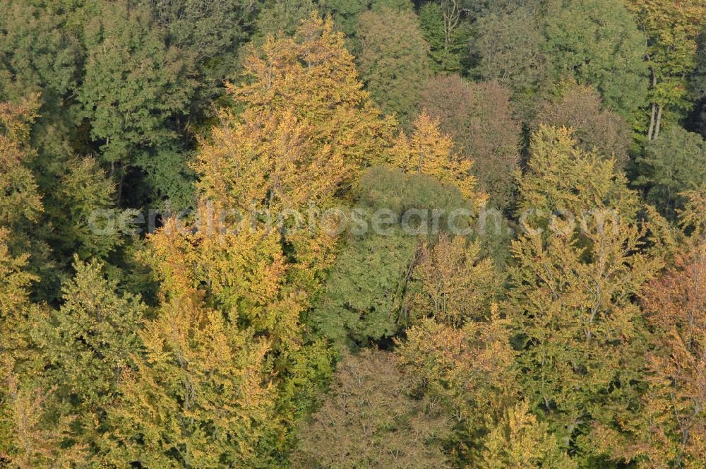 Aerial image Hahausen - Blick auf Laubbäume im Harz bei Hahausen in Niedersachsen.