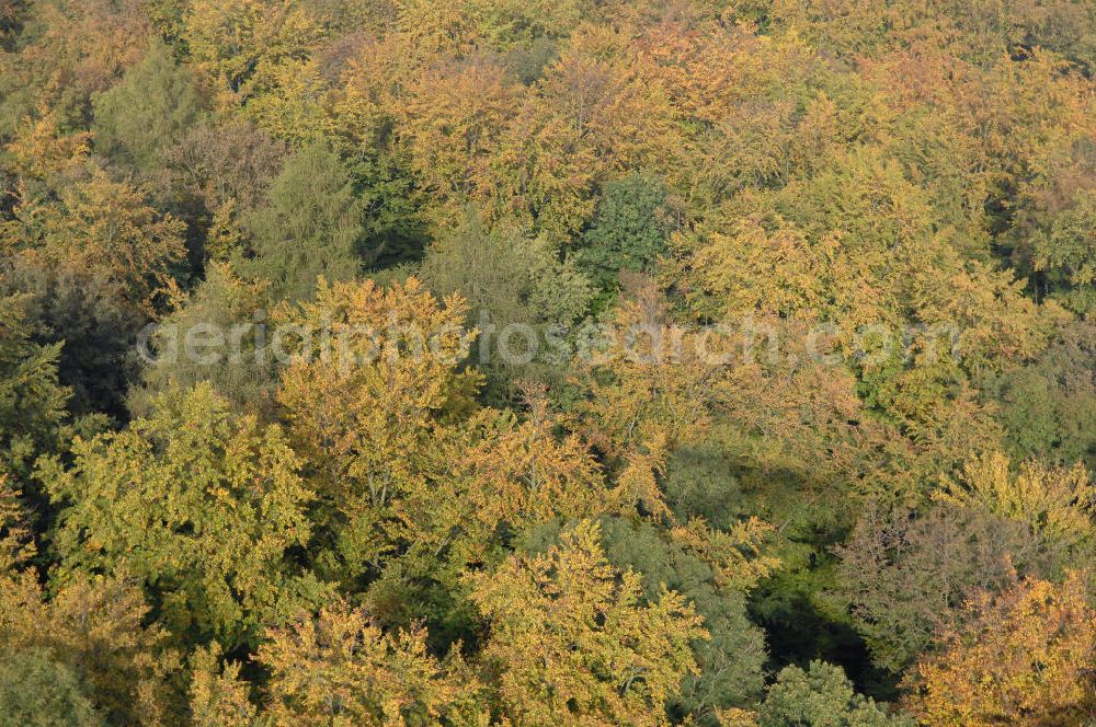 Aerial photograph Hahausen - Blick auf Laubbäume im Harz bei Hahausen in Niedersachsen.