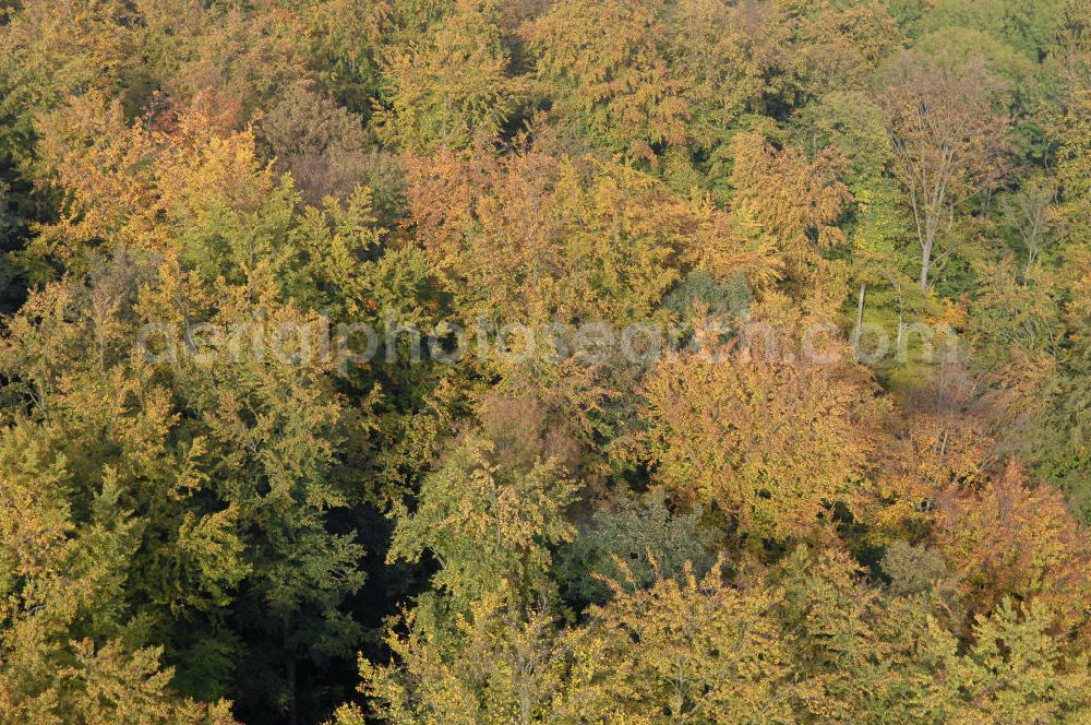 Hahausen from above - Blick auf Laubbäume im Harz bei Hahausen in Niedersachsen.