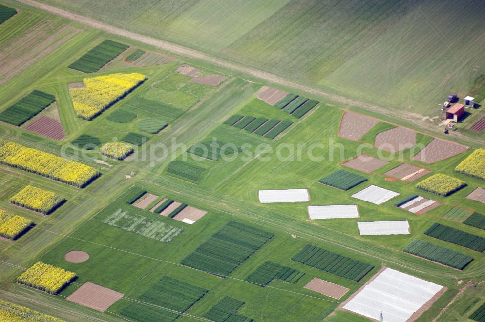 Buttelstedt from the bird's eye view: Blick auf ein Feld bei Daasdorf. Dieses Bild entstand kurz vor den DLG-Feldtagen, welche vom 24.06. - 26.06.2008 stattgefunden haben. Zum Anbauvergleich werden die hier zu sehenden Minifelder genutzt. Kontakt: DLG e. V., Dr. Reinhard Grandke (Hauptgeschäftsführer), Eschborner Landstraße 122, 60489 Frankfurt, Tel.: +49(0)69 24788 0, Fax: +49(0)69 24788 110, E-Mail: info@DLG.org