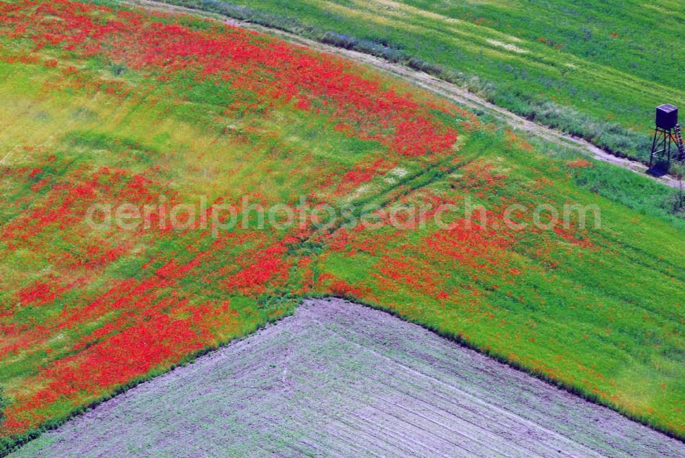 Brück from above - ; Blick auf ein Feld mit Mohnblumen;Amt Brück:Ernst-Thälmann-Str.5 14822 Brück; Telefon: 033844/ 620;